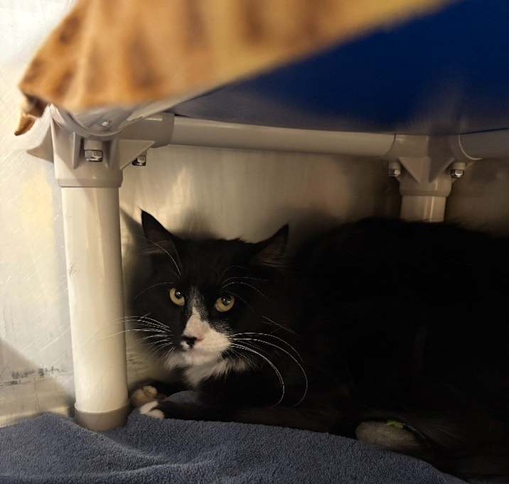 Photo of Barn Cat Pep-purroni