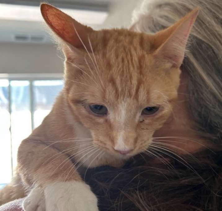 Photo of Kitten - Dakota