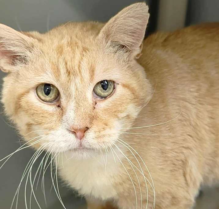Photo of Rascal