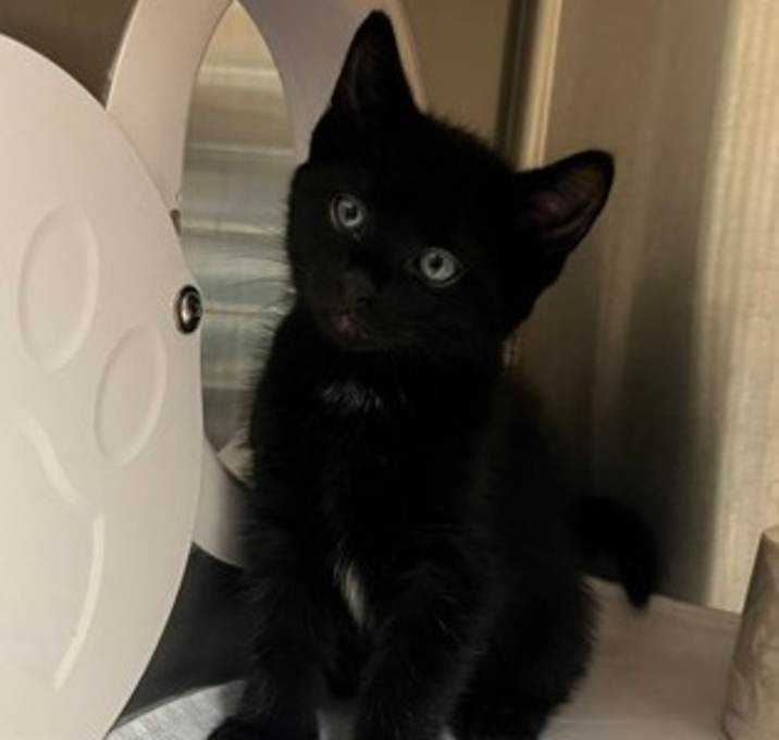 Photo of Lucky Blue