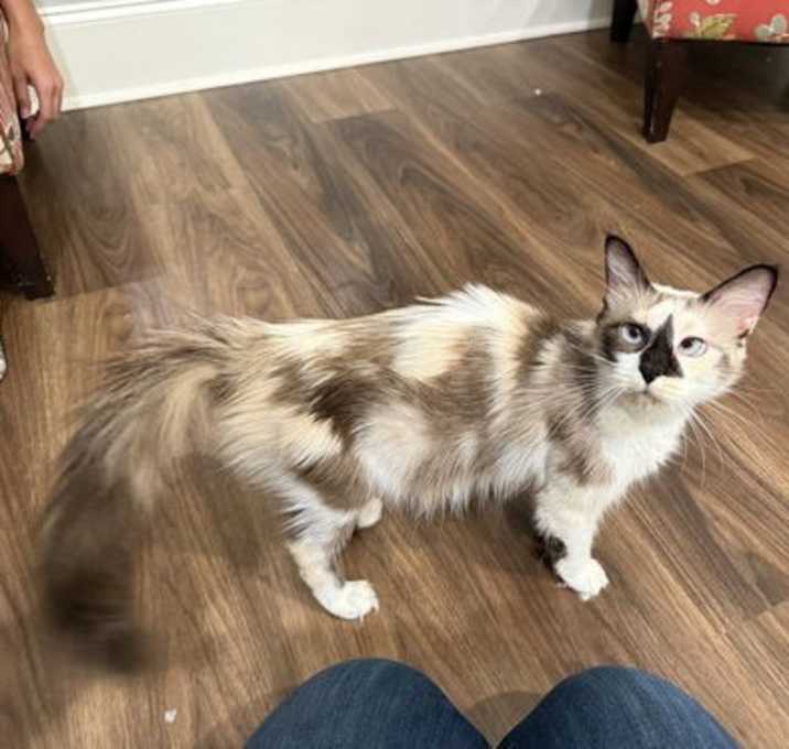 Photo of Mosaic (Available for pre-adoption)