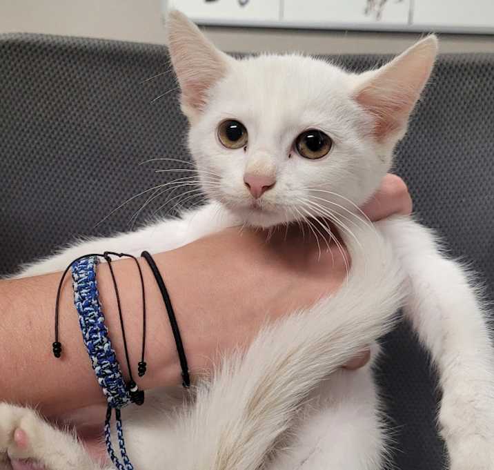 Photo of Toulouse