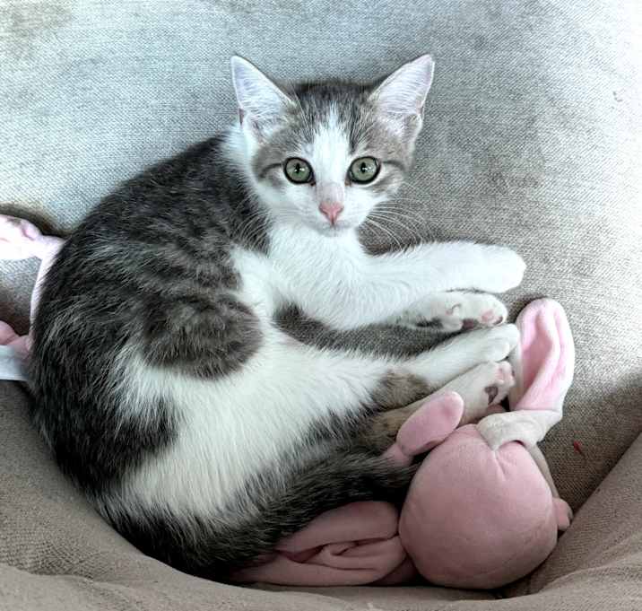 Photo of Toby (formerly Powder)