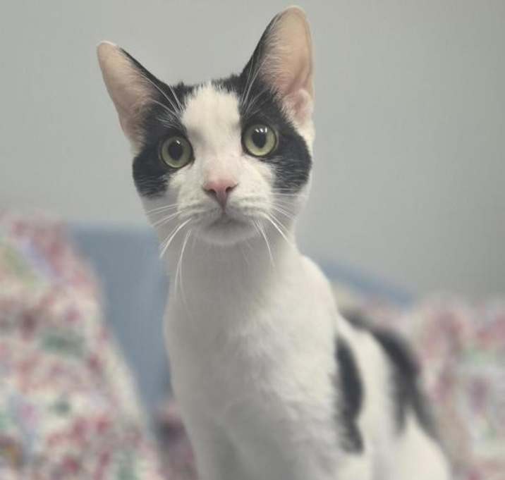 Photo of Mischief