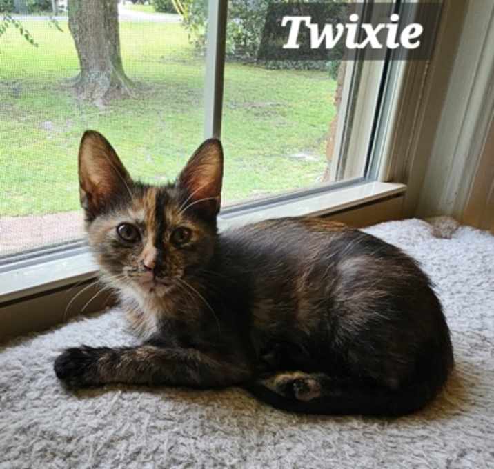 Photo of 85623a Twixie