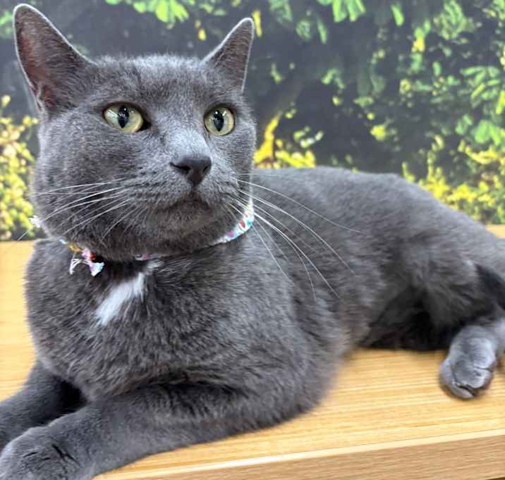 Photo of Willow