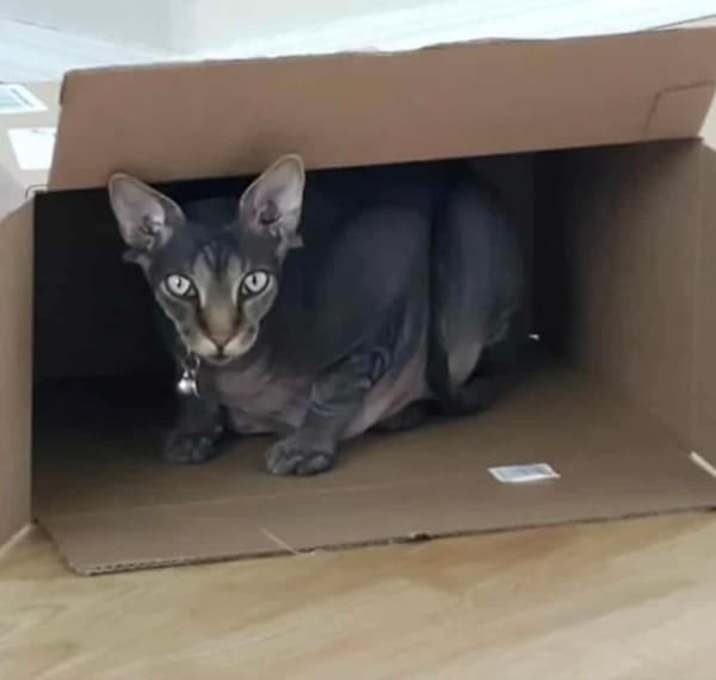 Photo of Tut