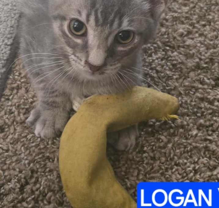 Photo of Logan
