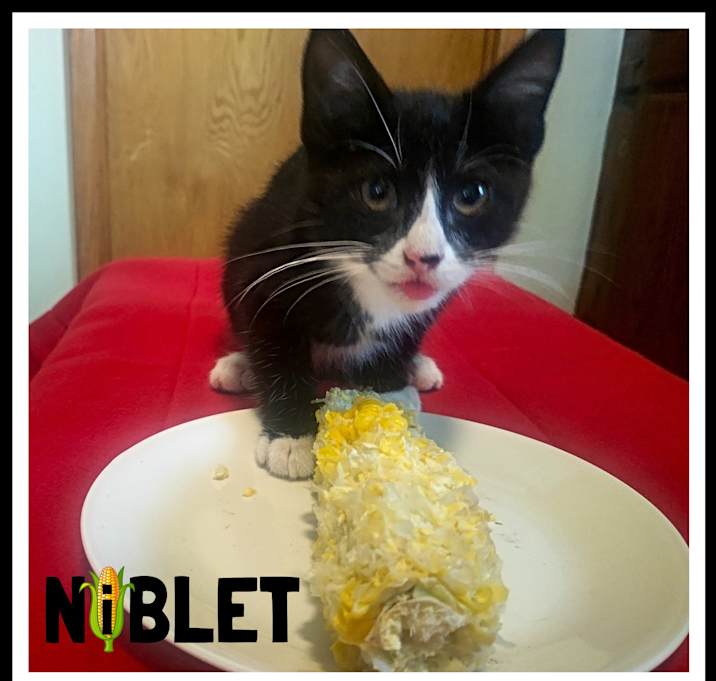 Photo of Niblet