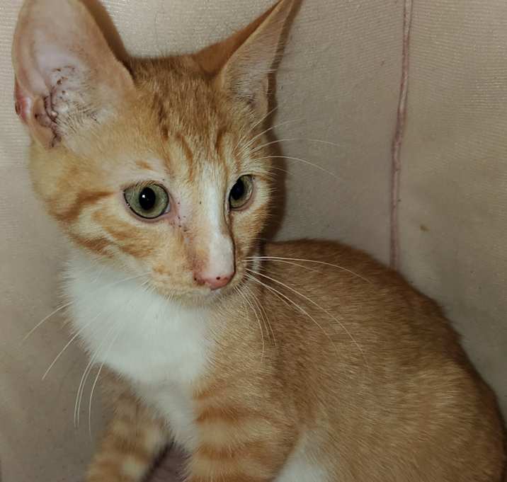 Photo of Ranger