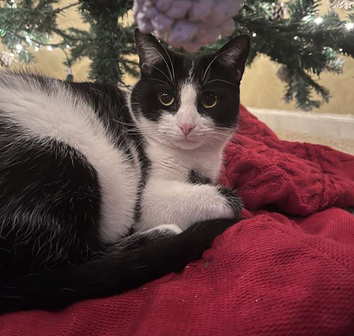 Photo of Conway Kitty