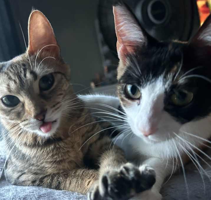 Photo of Luna & Cookie