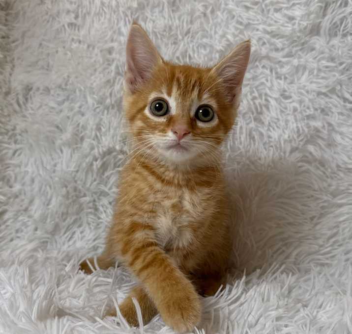 Photo of Tango