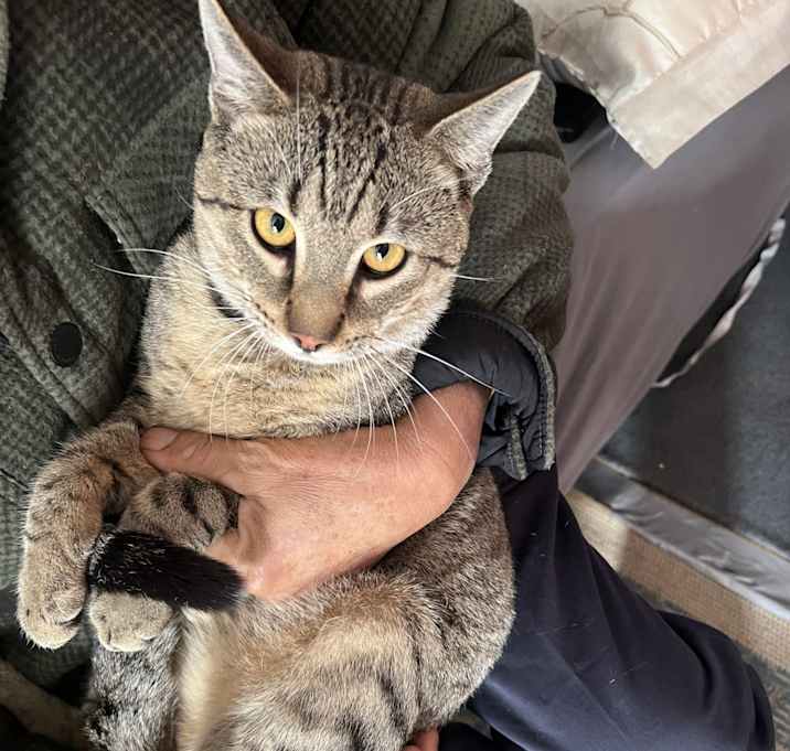 Photo of Tigre