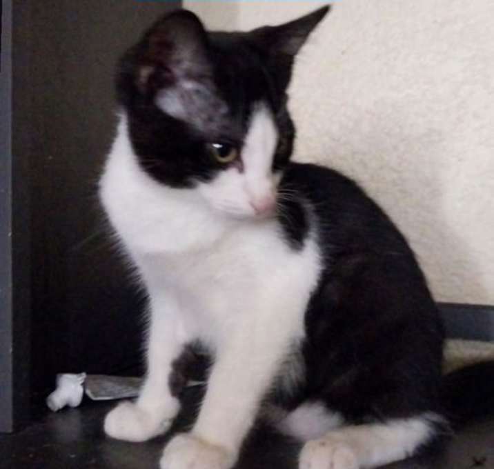 Photo of Romeo