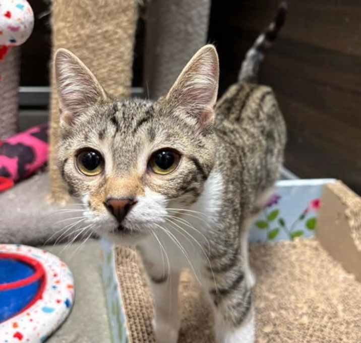 Photo of Zinnia