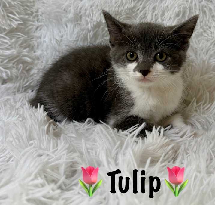 Photo of Tulip