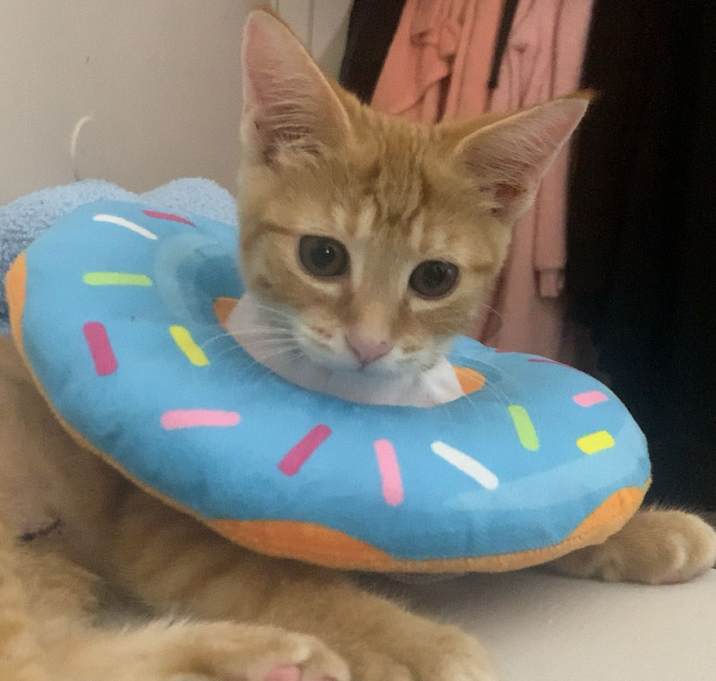 Photo of Gingy