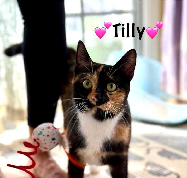 Photo of Tilly