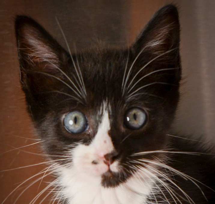 Photo of Pancake