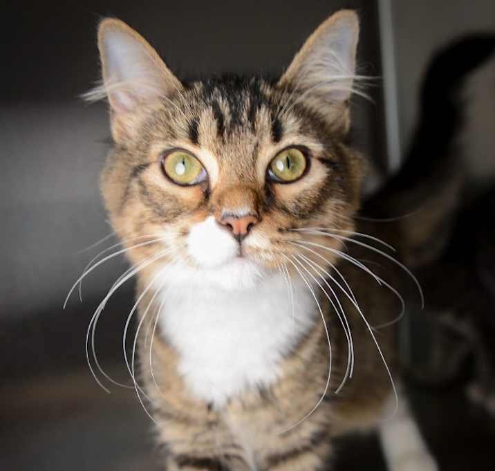 Photo of Sassy