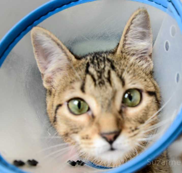 Photo of Suki