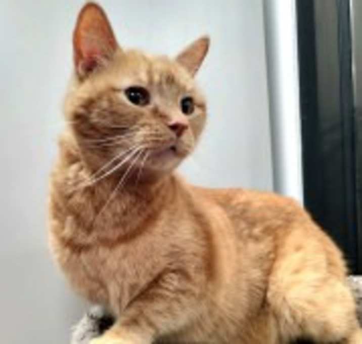 Photo of BARON