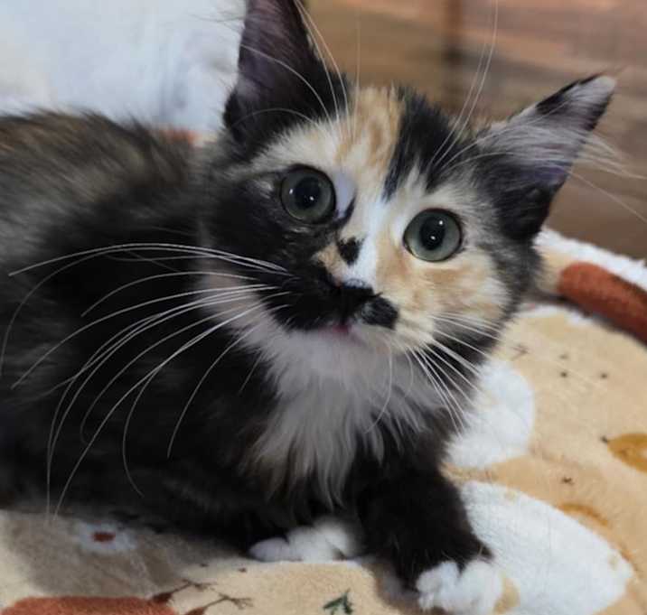 Photo of Leia