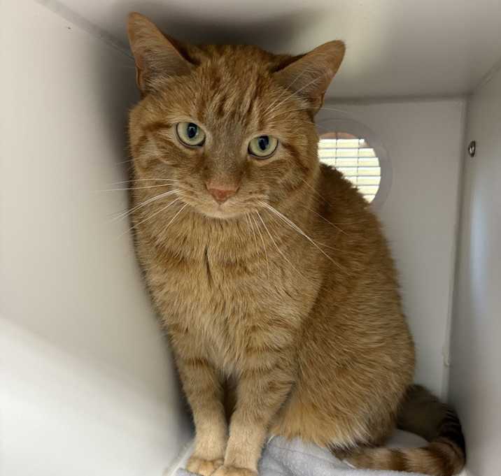 Photo of Cal ~ Front Paw Declawed ~ $0 Adoption Fee!