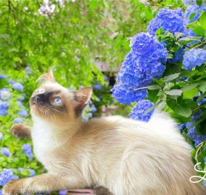 Photo of Luna *kitten*