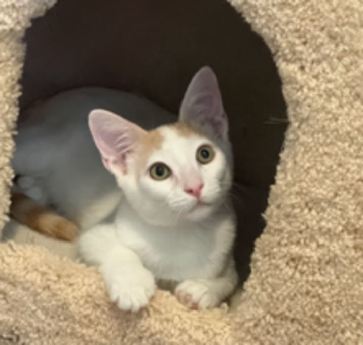 Photo of Casper