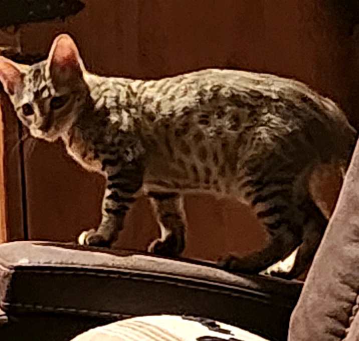 Photo of Tigg