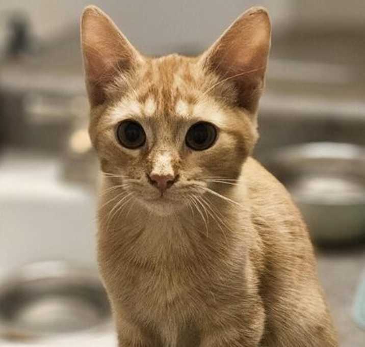 Photo of Winston (orange tabby)