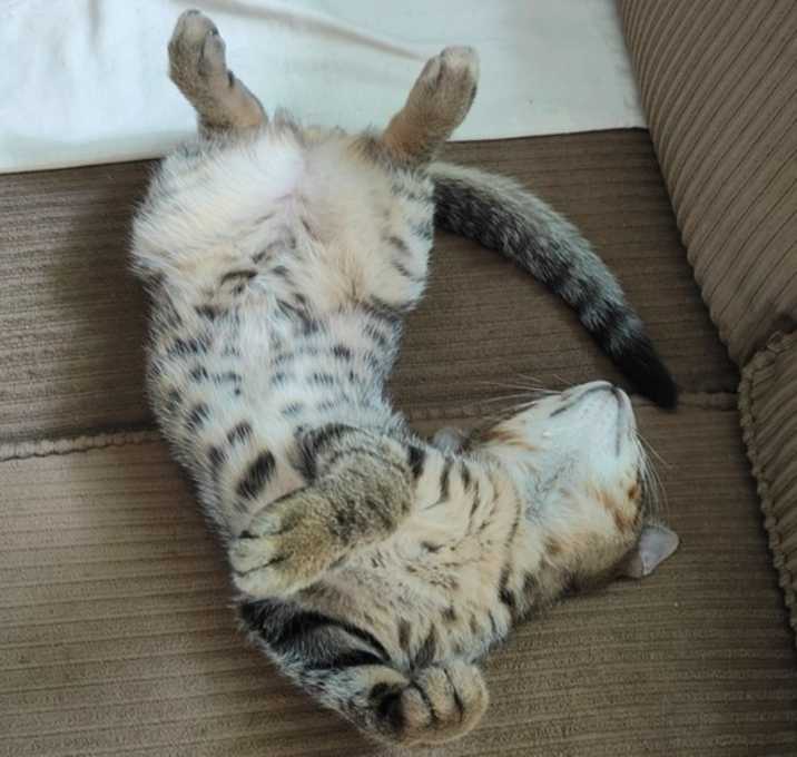 Photo of WTWTA2: Douglas