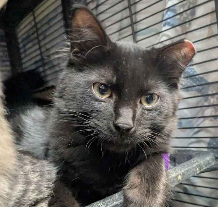 Photo of Smalls
