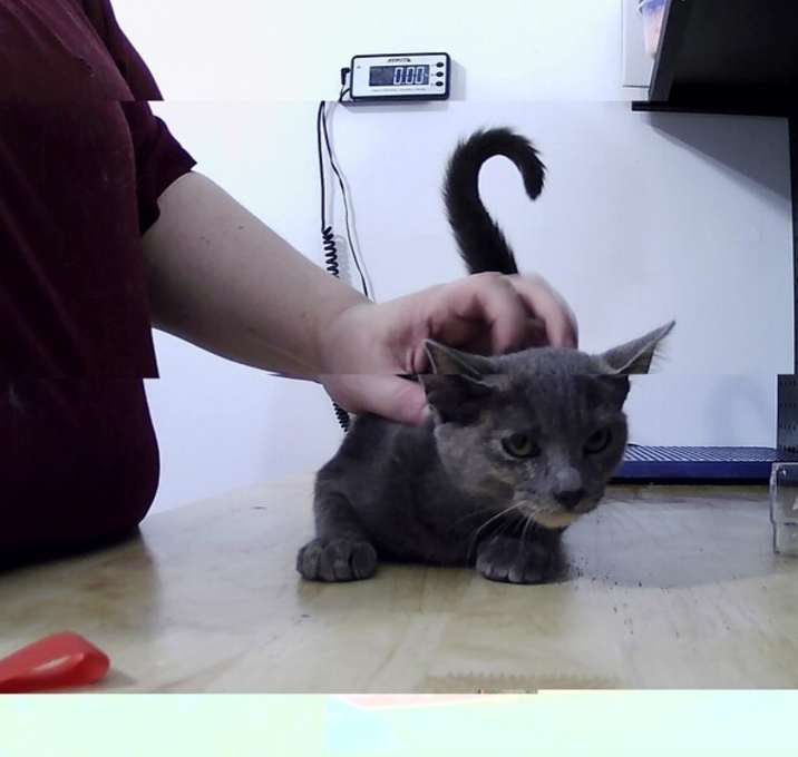 Photo of Lovebug