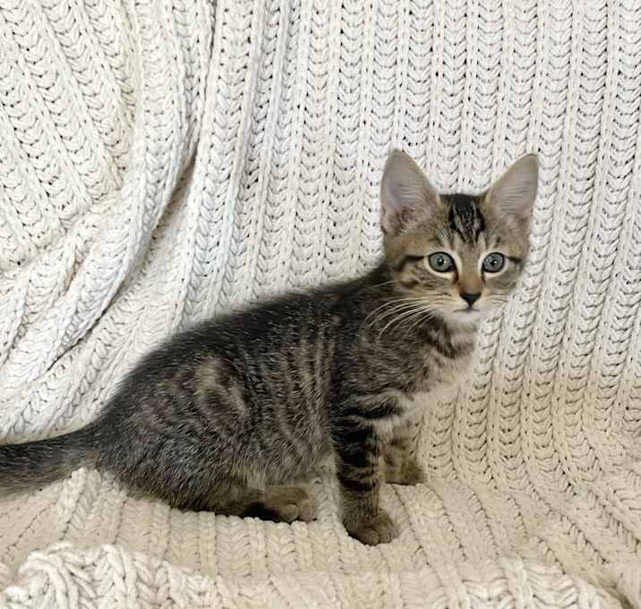 Photo of Space Cats : Neptune