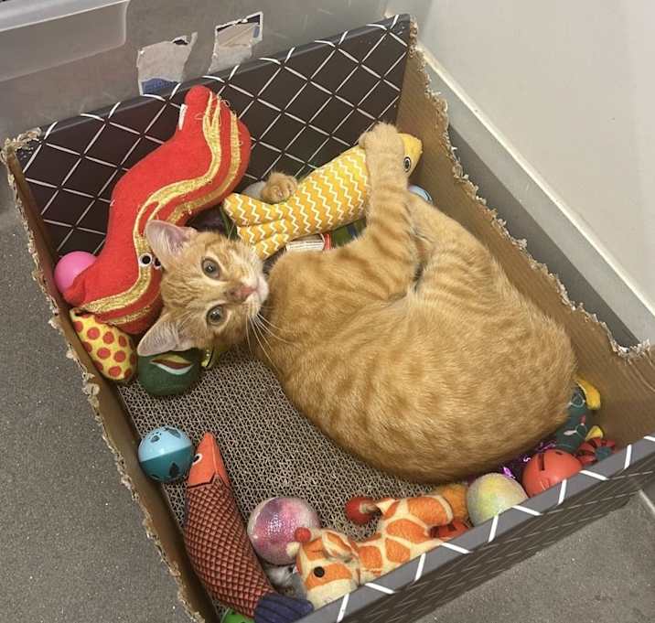 Photo of Slinky