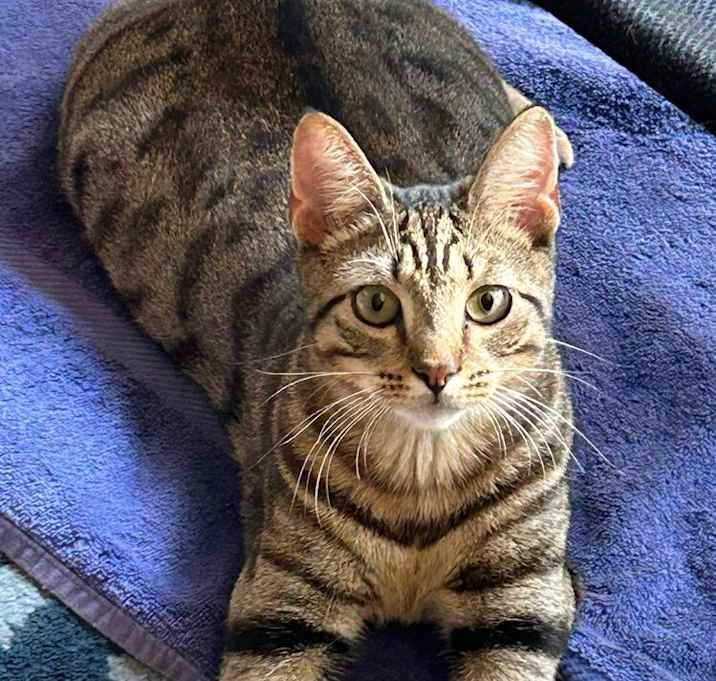 Photo of Simba