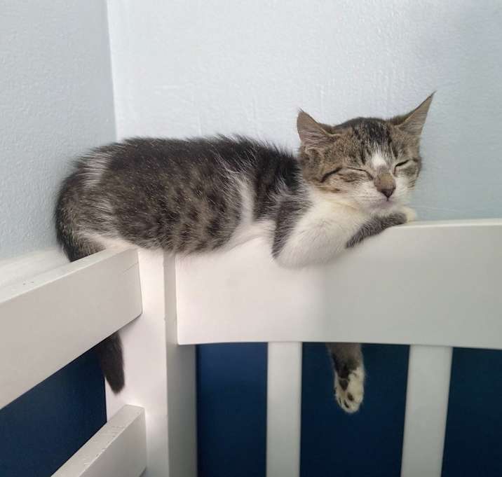 Photo of Simmy