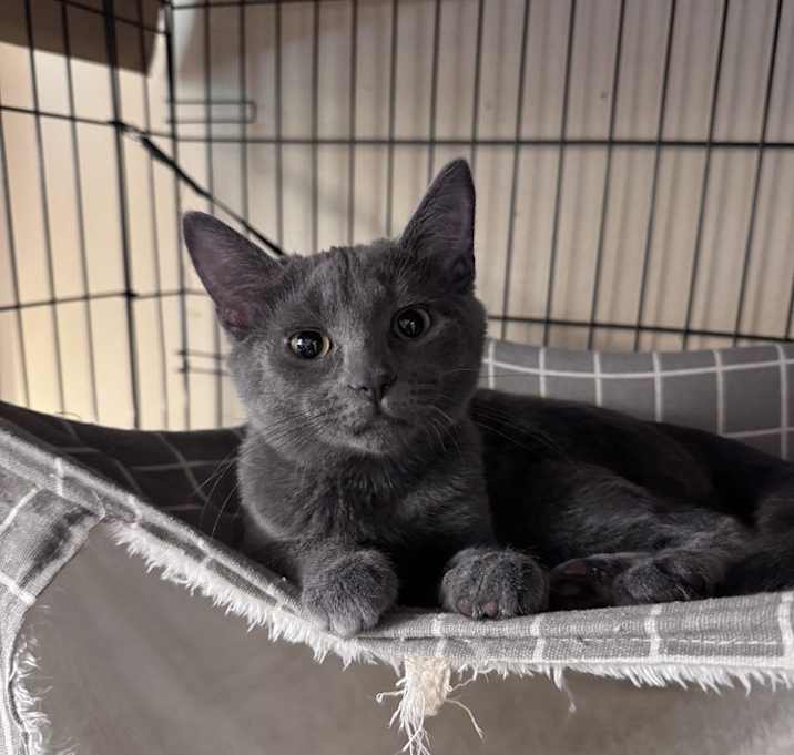 Photo of Daphne