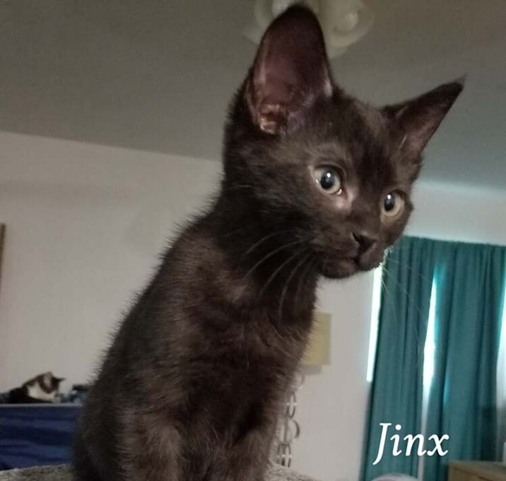 Photo of Jinx