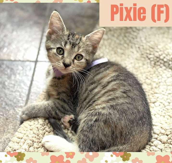 Photo of Pixie