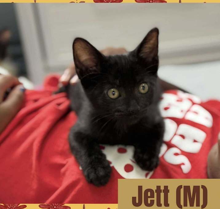 Photo of Jett
