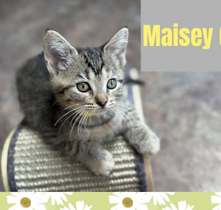 Photo of Maisey