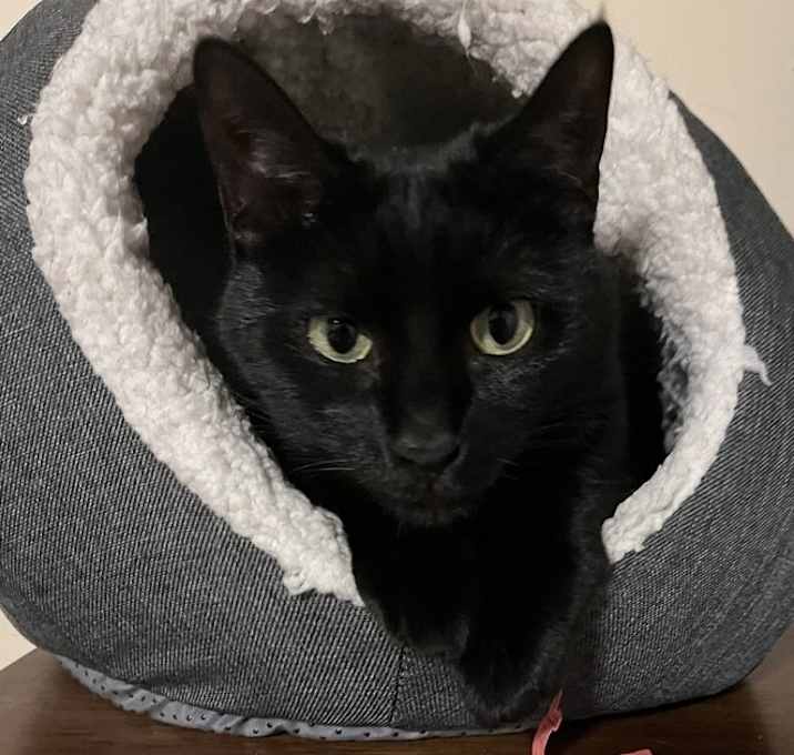 Photo of Raven (aka Bonnie)