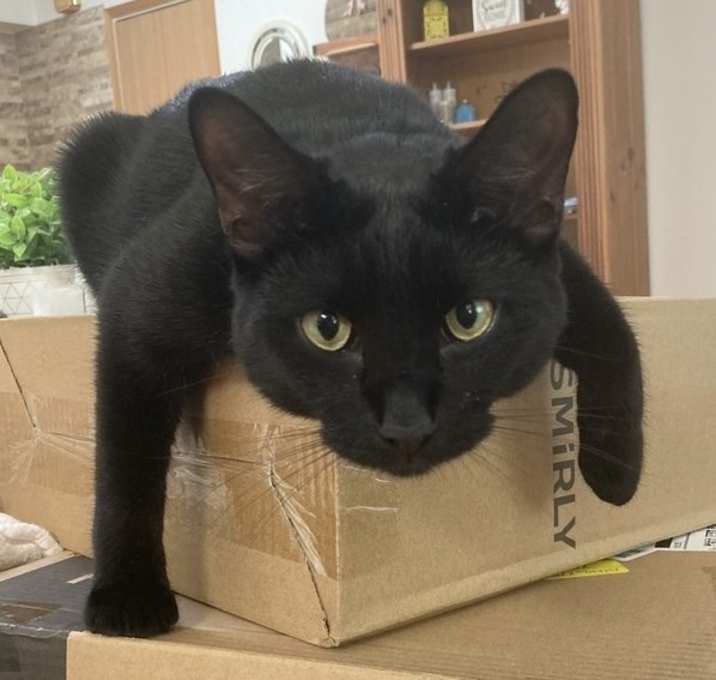 Photo of Link (aka Hugo)