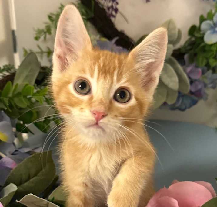 Photo of 7/11/25 - Mr. Darcy