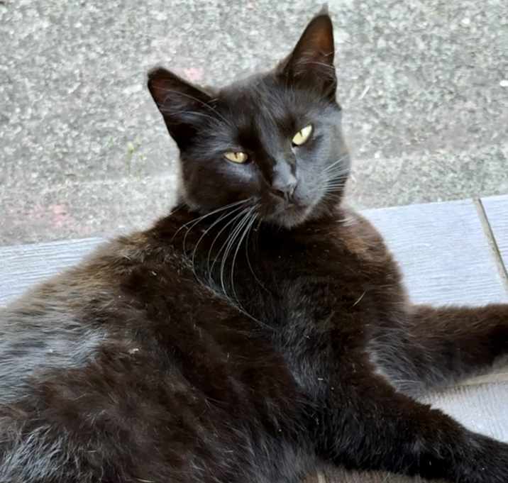 Photo of Triangle Head