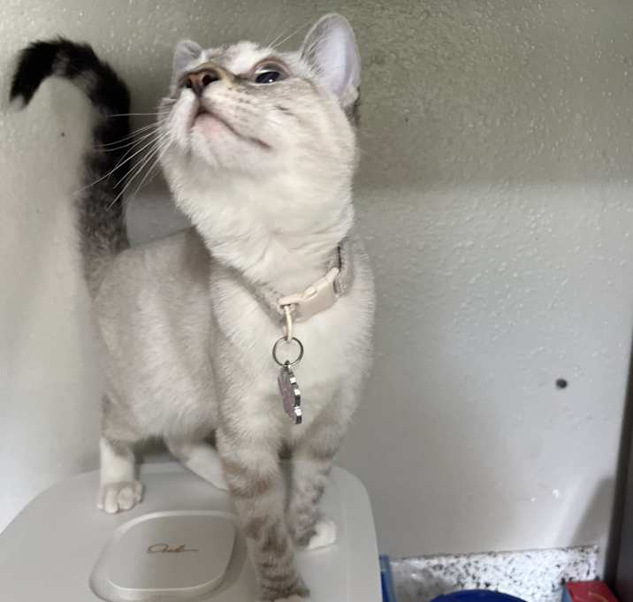 Photo of Nala